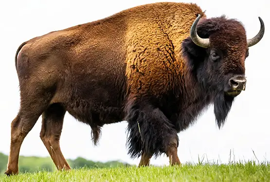 American Bison