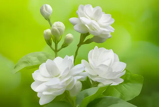 Arabian Jasmine (White Jasmine)