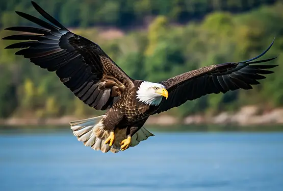 Bald Eagle