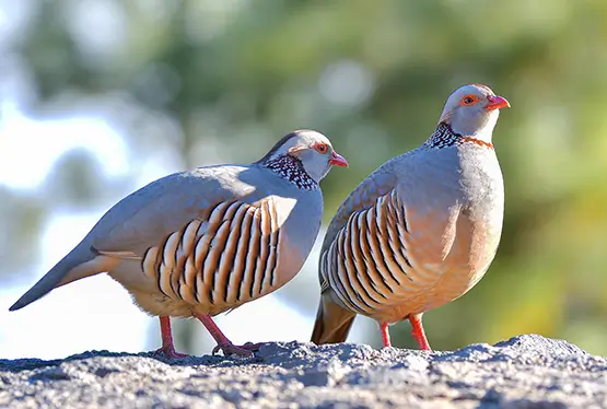 Barbary Partridge