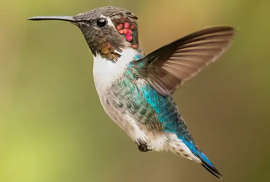 Bee Hummingbird