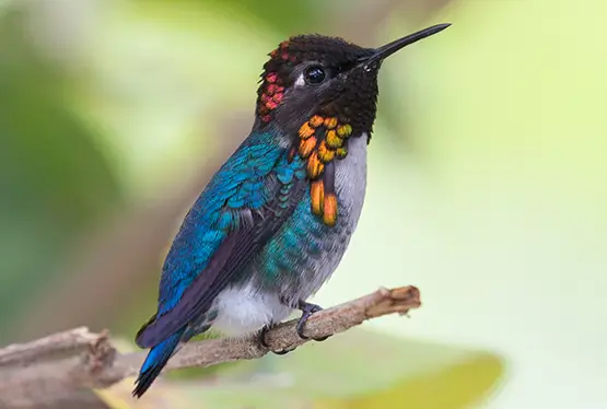 Bee Hummingbird