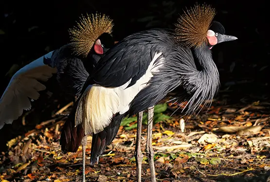 Black crowned crane