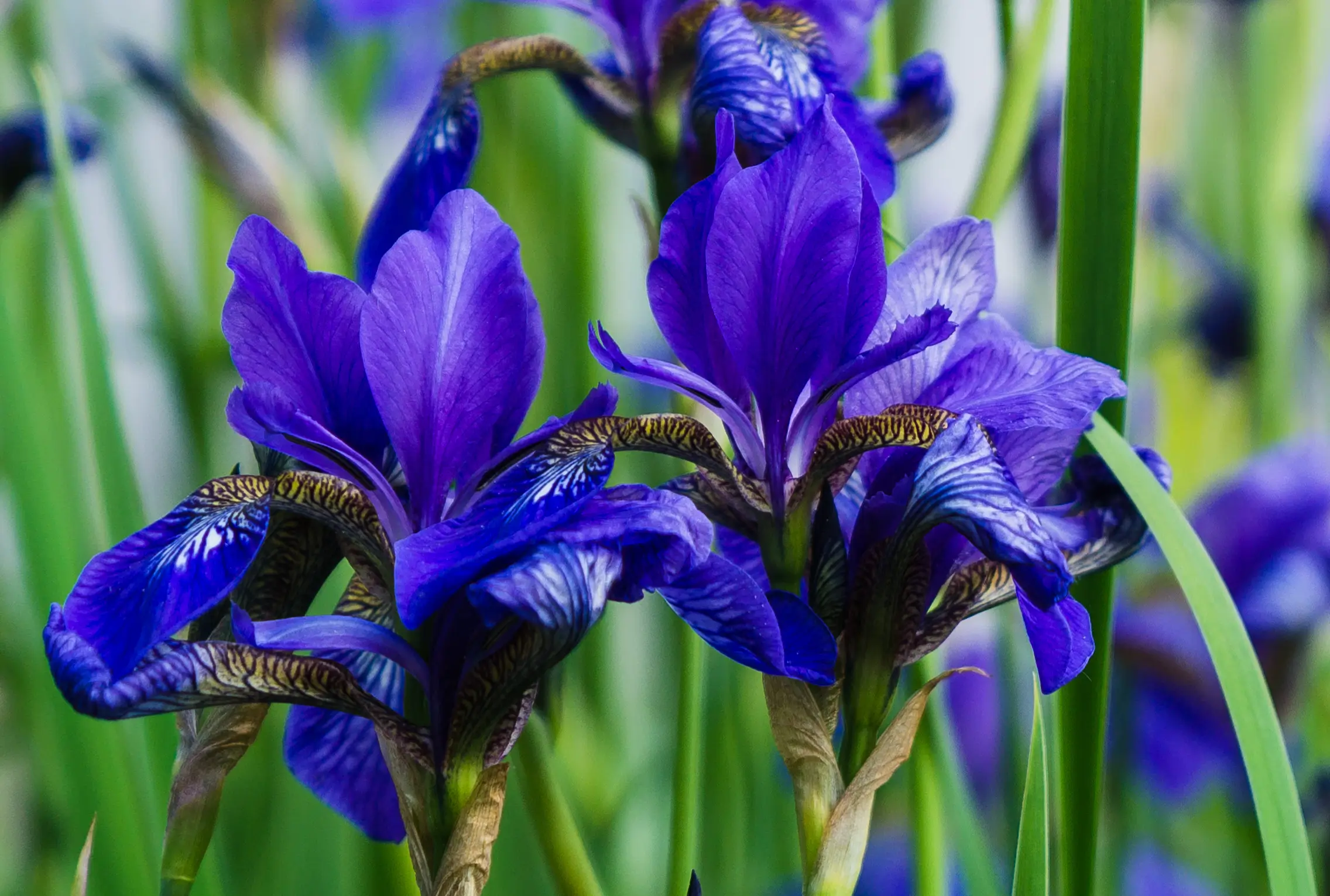 Blue Iris