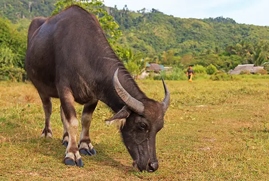 Carabao