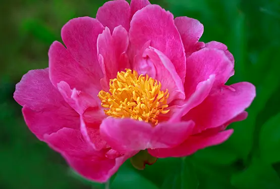 Chinese peony