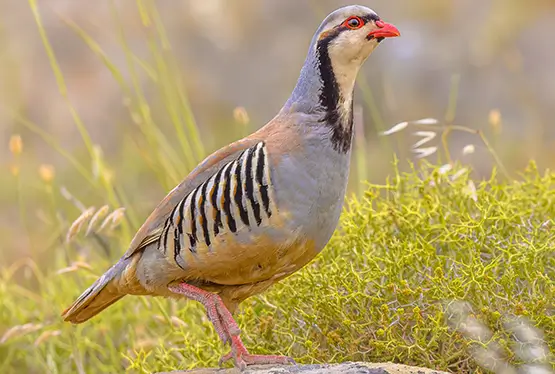 Chukar Partridge