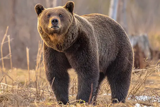 Eurasian brown bear