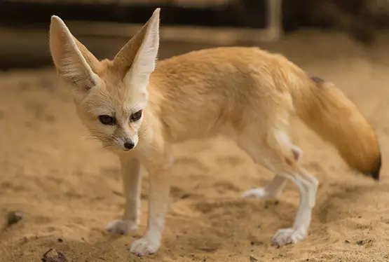 Fennec Fox