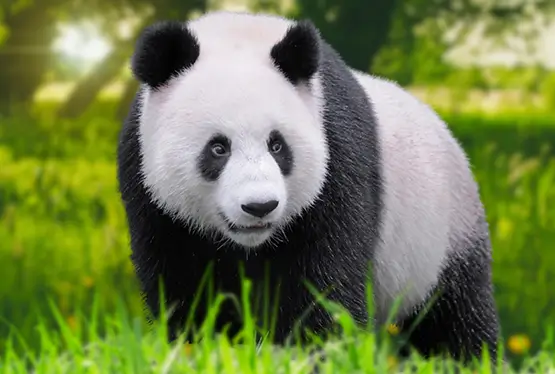 Giant Panda