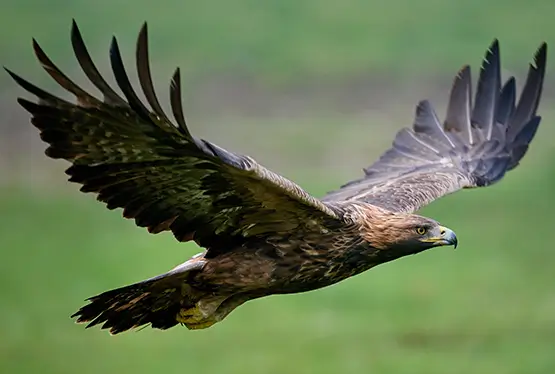 Golden eagle