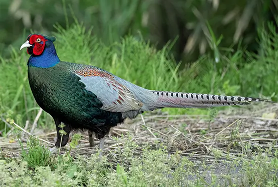 Green pheasant