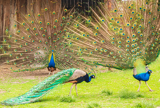 Indian Peacock