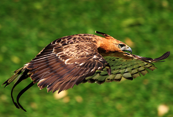 Javan hawk-eagle