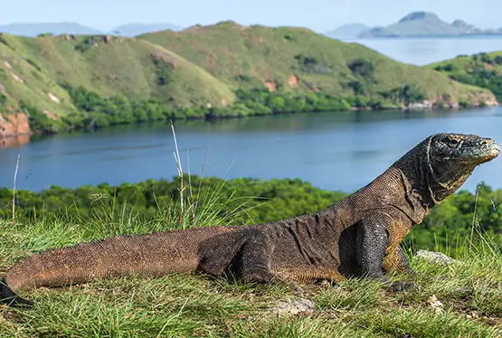 Komodo Dragon