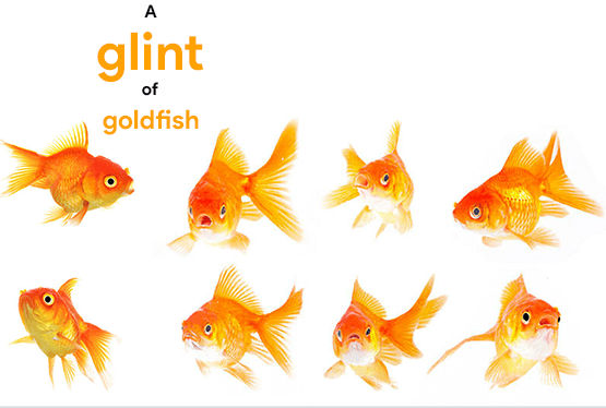 collective-nouns-for-goldfish