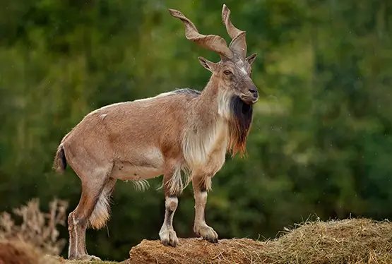 Markhor