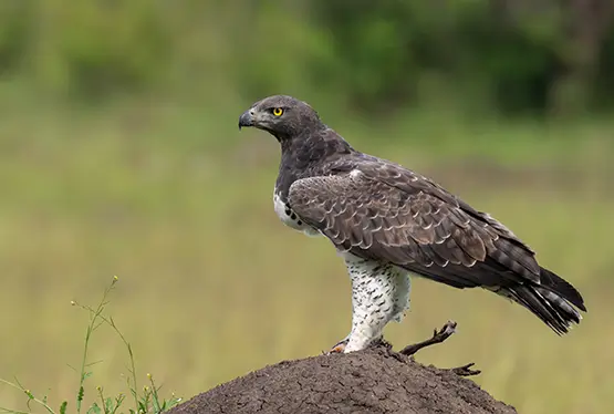 Martial Eagle