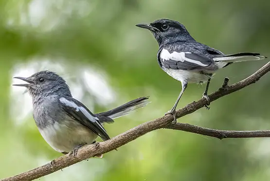 Oriental magpie-robin