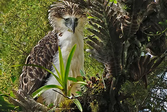 Philippine eagle