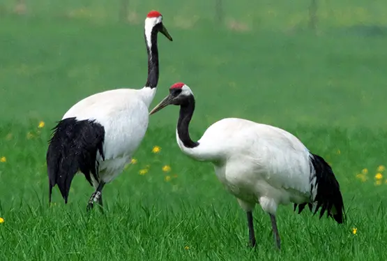 Red-crowned crane