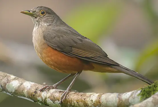 Rufous-bellied thrush