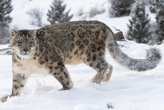 Snow leopard