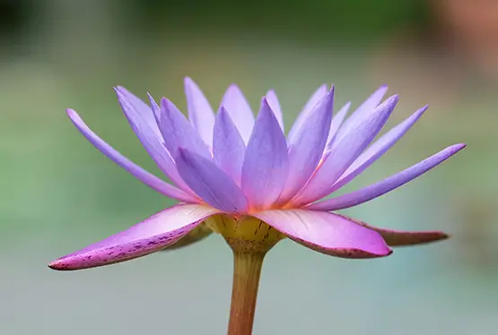 Water Lily