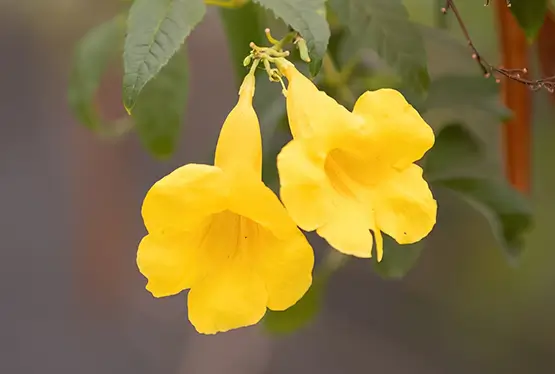 Yellow Trumpet